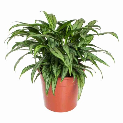 Аглаонема Катлесс