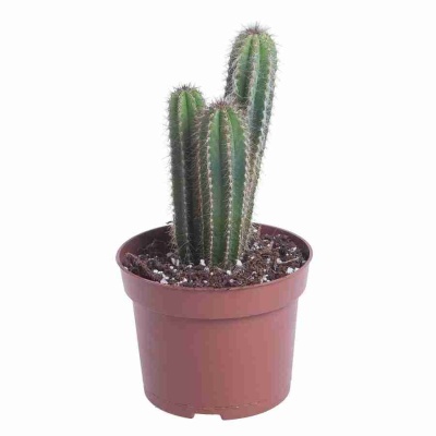 Пилоцереус Пальмера