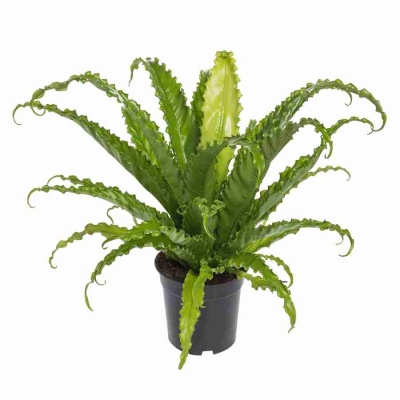 Асплениум Антикум Осака