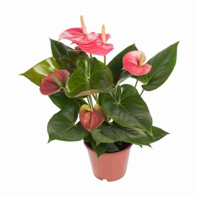 Антуриум андрианум Ангуила