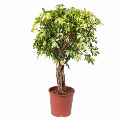 Шеффлера Тринитти переплетенная