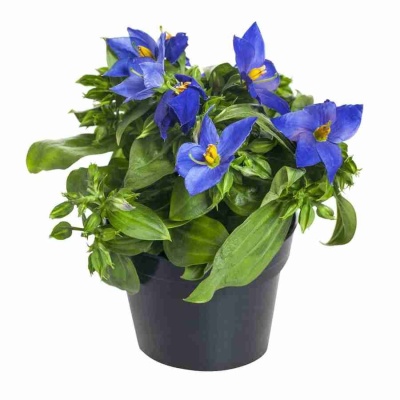 Экзакум Сапфир