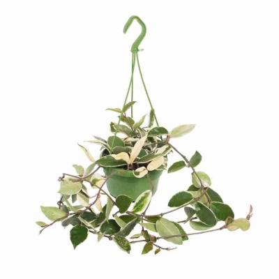 Хойя карноза