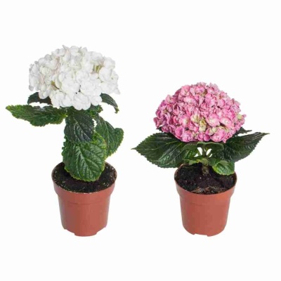 Гортензия кудрявая 1 шар микс