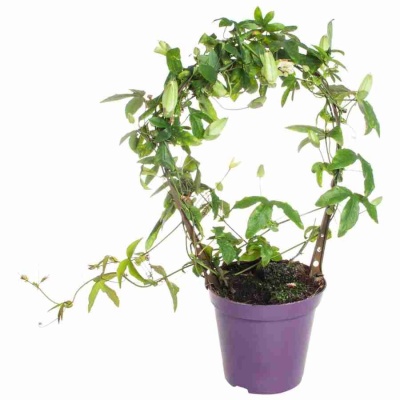 Пассифлора Язычковая