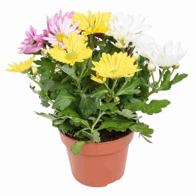 Хризантема Рок-Н-Ролл