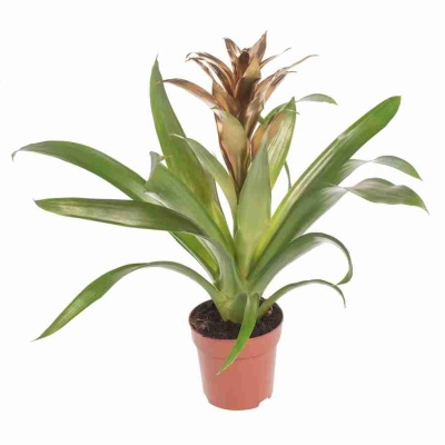 Гузмания Гоуд