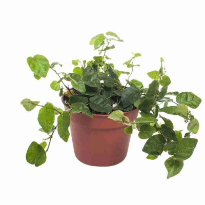 Фикус карликовый (пумила) Грин Санни