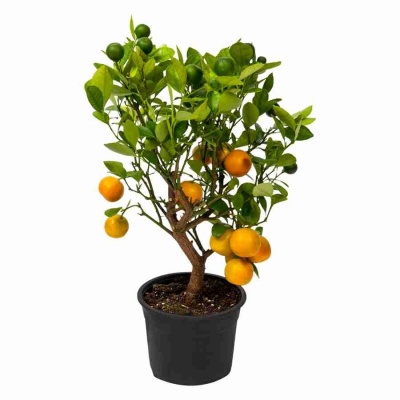 Цитрофортунелла Каламондин штамб