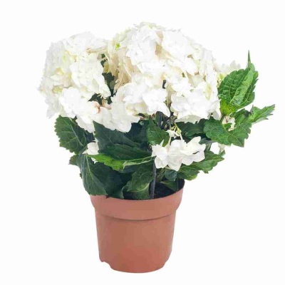 Гортензия Papillon