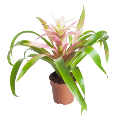 Гузмания Флоренс