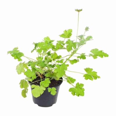 Пеларгония душистая