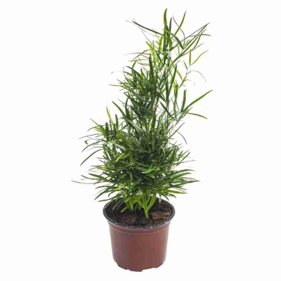 Аспарагус Фалкатус