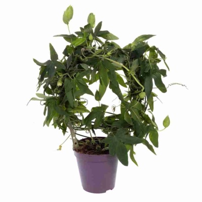 Пассифлора Марике