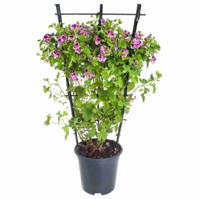 Пеларгония зональная Розовая на решетке