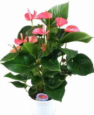 Антуриум Андрианум Чемпион Розовый