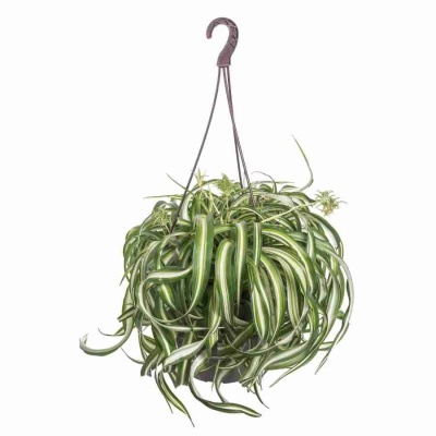 Хлорофитум Бонни ампельный