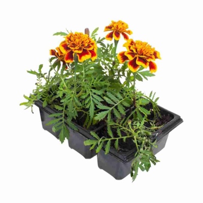 Тагетес желто-оранжевый