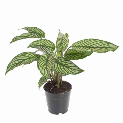 Калатея мажестика Вайтстар