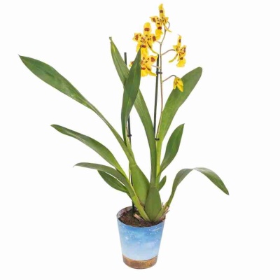 Одонтоцидиум Айриш Мист 2 ст