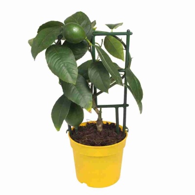 Лимонное дерево