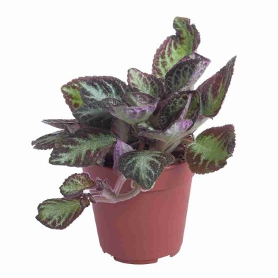 Эписция Микс