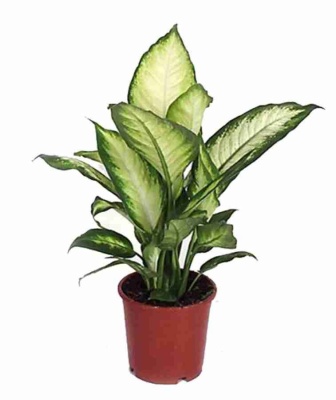 Диффенбахия Камилла