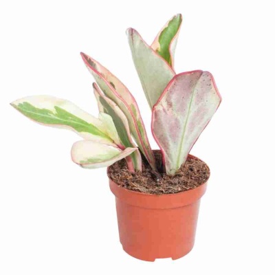 Пеперомия Джелли