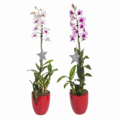 Дендробиум Санок Микс 1 ст 