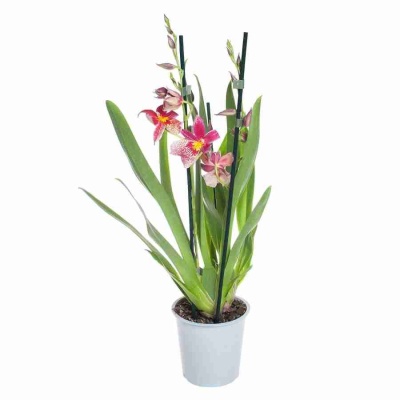 Буррагеара Нелли Ислер 3 ст