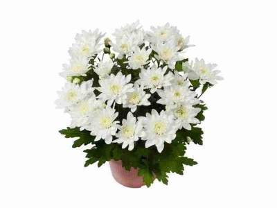 Хризантема Белая Кристалл