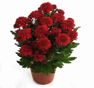 Хризантема Красная Тобаго