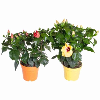 Гибискус гибридный