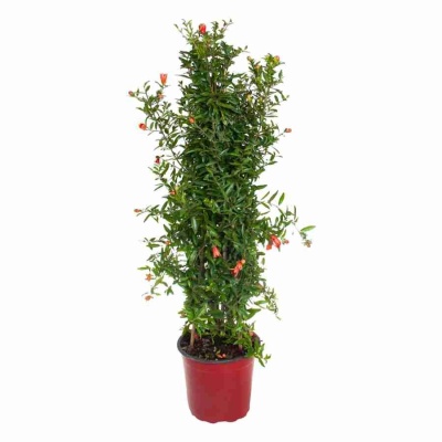 Гранат пирамида