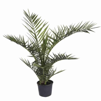 Финик Канарский