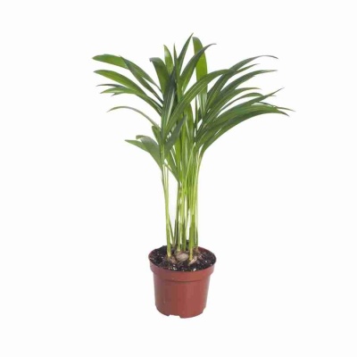 Пальма Арека 