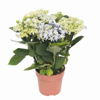 Гортензия Хайес старберст голубая