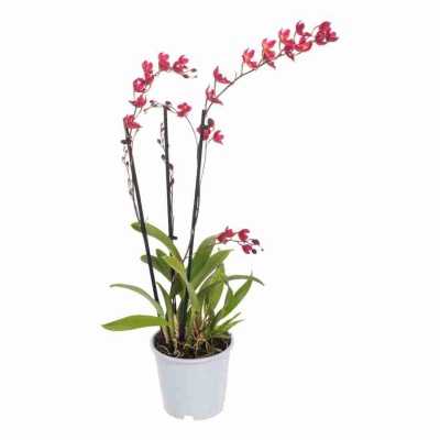 Ховеара Лава Баст 3-4 ст