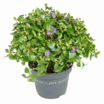 Экзакум Блю Стар