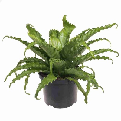 Асплениум Крисси