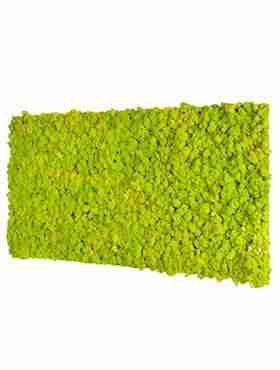 Панель из стабилизированного мха, светло-зеленый