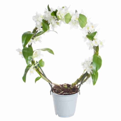 Дендробиум нобиле Белый обод