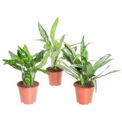 Аглаонема Вайт Ленс