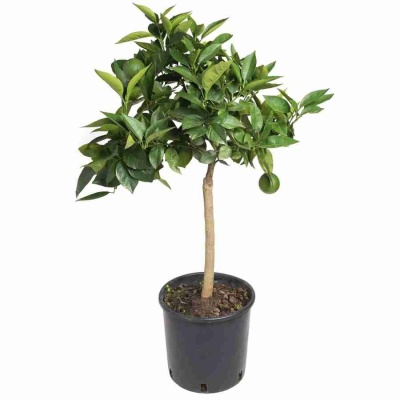 Цитрус Апельсин Красный