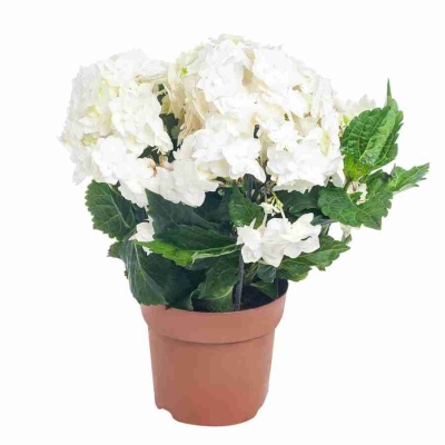 Гортензия Papillon