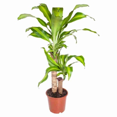 Драцена фрагранс Массанжеана 2 ст