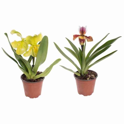 Пафиопедилюм Американский 