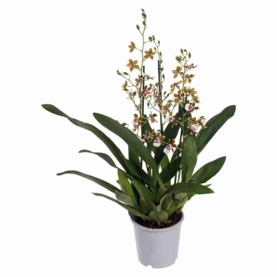 Камбрия Тропик Джангл каскад 3 ст