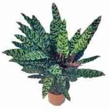 Калатея Лансифолия