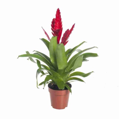 Вриезия Стрим красная